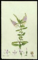 Image of Hebe lewisii