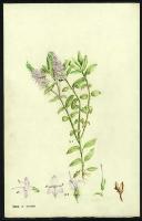 Image of Hebe lewisii