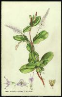 Image of Hebe obtusata