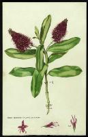Image of Hebe speciosa