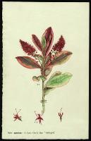 Image of Hebe speciosa 'Variegata'