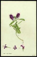 Image of Hebe 'Violet Meikle'