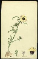 Image of Hibiscus trionum
