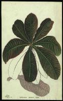 Image of Hoffmannia discolor
