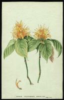 Image of Jacobinia chrysostephana
