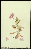 Image of Kalanchoe pumila
