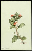 Image of Kohleria bogotensis