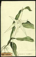 Image of Macroplectrum sesquipedale
