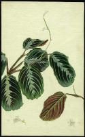 Image of Maranta leuconeura 'Massangeana'