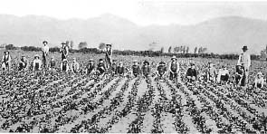 Weeders at work on Mr W Roberts' chicory farm at Speydon