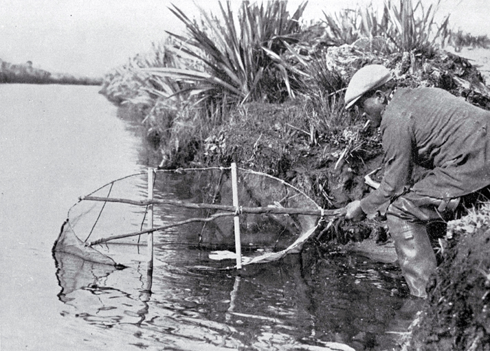 Fishing for whitebait (inanga) on the Kaituna River in the Bay of Plenty Fishing for whitebait (inanga) on the Kaituna River in the Bay of Plenty