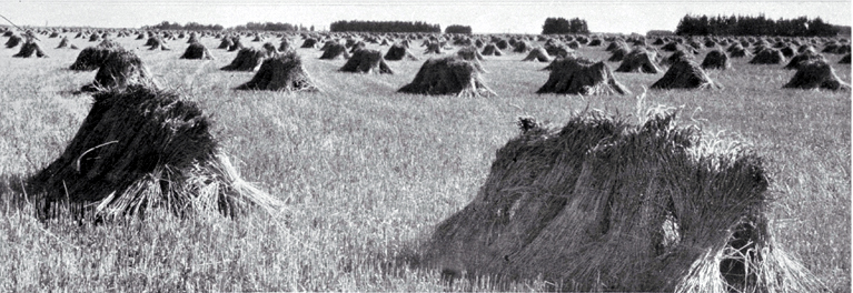 Sheaves of wheat stooked (stacked to dry before threshing) Sheaves of wheat stooked (stacked to dry before threshing)
