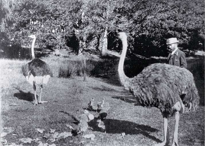 Mr George King who began breeding ostriches for their feathers on his Burwood property in 1893 Mr George King who began breeding ostriches for their feathers on his Burwood property in 1893