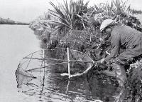 Fishing for whitebait (inanga) on the Kaituna River in the Bay of Plenty 