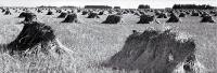 Sheaves of wheat stooked (stacked to dry before threshing)