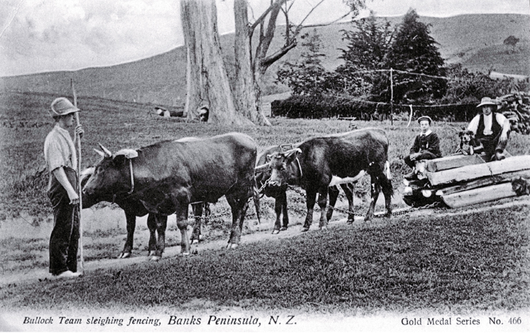 A bullock team used to sleigh fencing material, Banks Peninsula A bullock team used to sleigh fencing material, Banks Peninsula