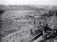 Sheep-washing and drying yards, Longbeach, on the property of John Grigg [ca. 1921]
