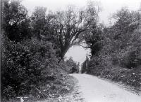 Buggy on Hokitika road