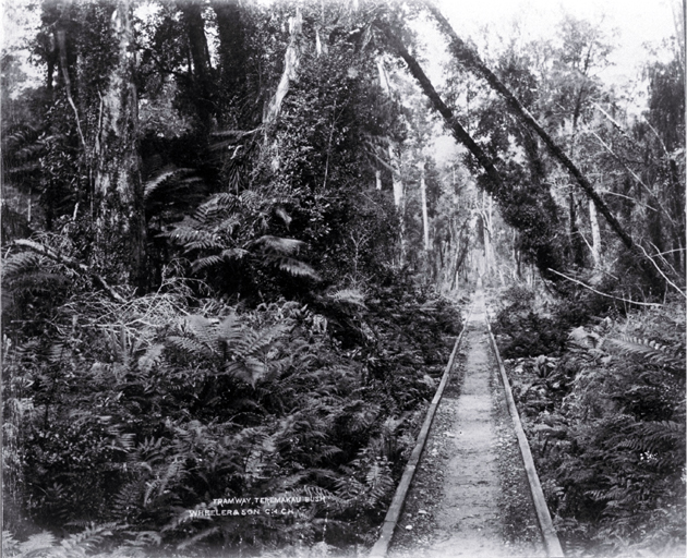 Wooden tramway tracks run through Taramakau bush between Greymouth & Kumara, Westland Wooden tramway tracks run through Taramakau bush between Greymouth & Kumara, Westland