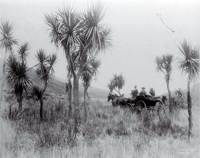 A horse & buggy travel through cabbage trees in Long Valley, North Canterbury A horse & buggy travel through cabbage trees in Long Valley, North Canterbury