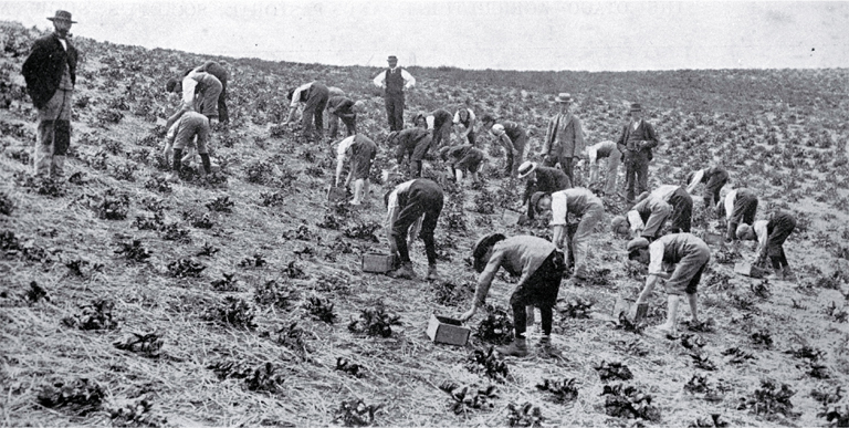 Strawberry growing near Waimate, South Canterbury : the pickers at work. Strawberry growing near Waimate, South Canterbury : the pickers at work.