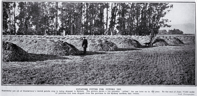 Potatoes on a farm near Lincoln, Canterbury, pitted for use later in the year Potatoes on a farm near Lincoln, Canterbury, pitted for use later in the year