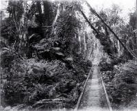 Wooden tramway tracks run through Taramakau bush between Greymouth & Kumara, Westland