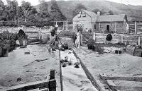 The Orari Gorge Station, South Canterbury : sheep dipping in full-swing.