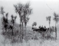 A horse & buggy travel through cabbage trees in Long Valley, North Canterbury [ca. 1880]