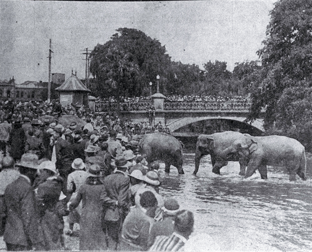 Circus elephants in the Avon River, Christchurch Circus elephants in the Avon River, Christchurch