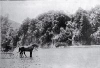 A horse and carriage on the Cheviot-Kaikoura coach road at the point at which the Conway River is crossed, North Canterbury