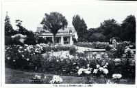 The rose garden in the Christchurch Botanic Gardens, early 1950s
