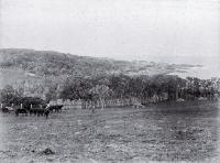 Horses in a paddock at Owenga farmed by Robert Ritchie