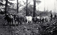 Clearing the pine bush at the old Burwood Tea Gardens