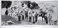 The close of the cocksfoot harvest on Banks Peninsula men stand in front of cleaned seed from 80 acres, Le Bon's Bay?