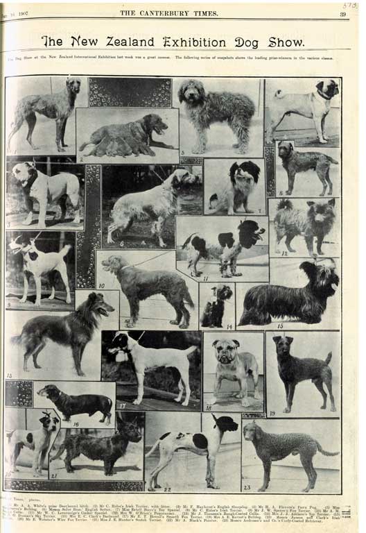 The New Zealand Exhibition dog show. The New Zealand Exhibition dog show.