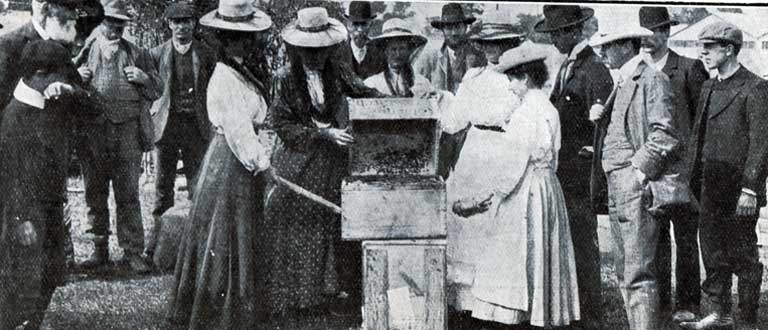 Pupils transferring bees. Pupils transferring bees.