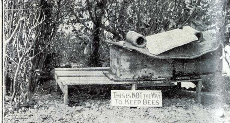 A condemned system of bee-keeping. A condemned system of bee-keeping.