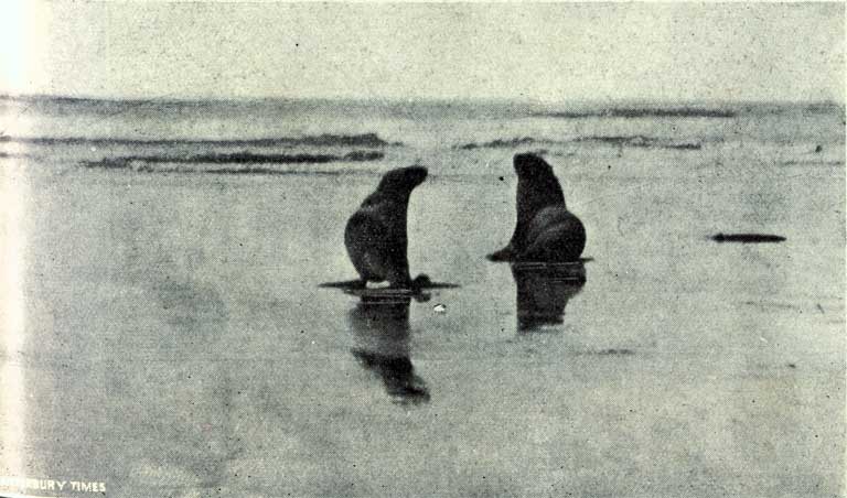 “Bully” and “Lady Nelly” making for the ocean after being liberated. “Bully” and “Lady Nelly” making for the ocean after being liberated.