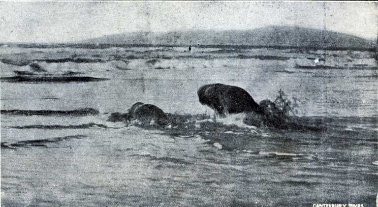 “Bully” and “Lady Nelly” making for the ocean after being liberated. “Bully” and “Lady Nelly” making for the ocean after being liberated.