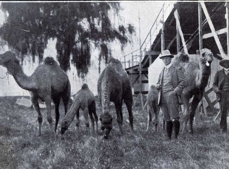 Camels which have been imported for “Wonderland” Camels which have been imported for “Wonderland”