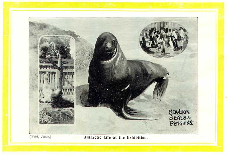 Antarctic life at the exhibition Antarctic life at the exhibition