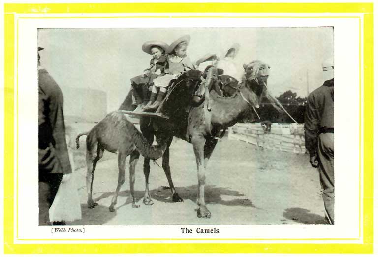 The camels The camels