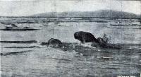  “Bully” and  “Lady Nelly” making for the ocean after being liberated.