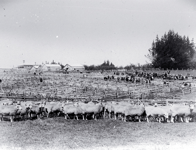 A sheep fair, saleyards A sheep fair, saleyards