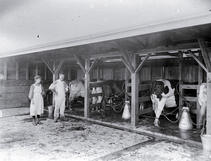 Milking by machinery Milking by machinery
