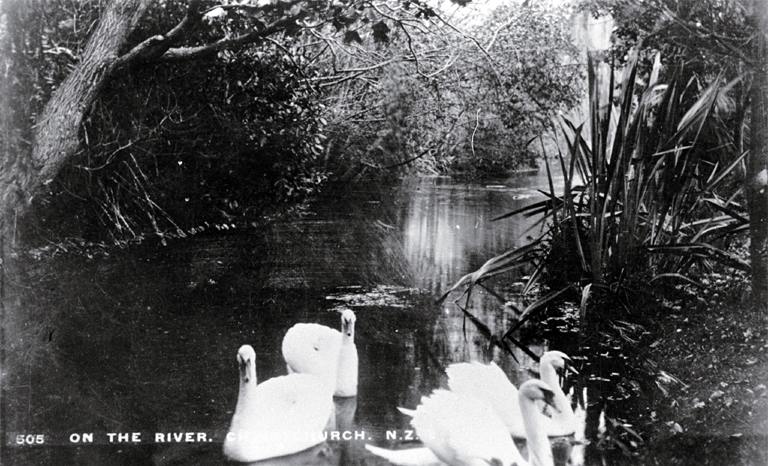 Swans on the river Avon, Christchurch Swans on the river Avon, Christchurch