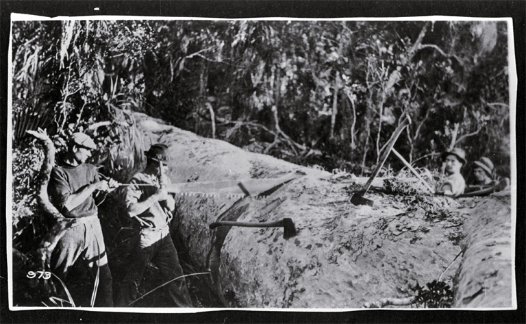 Four men operating a ten-foot saw to cross cut a kauri log : Joe Gordon & Philip Hutchinson man the saw. Four men operating a ten-foot saw to cross cut a kauri log : Joe Gordon & Philip Hutchinson man the saw.