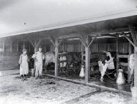 Milking by machinery