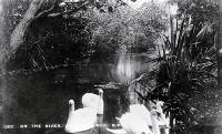 Swans on the river Avon, Christchurch